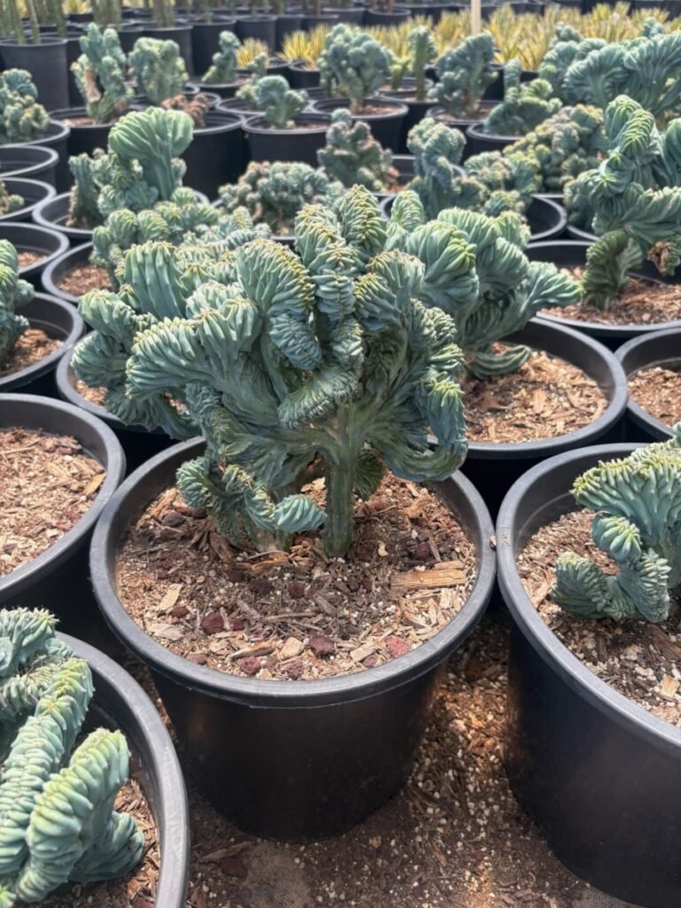 5G Dwarf Crested Blue Myrtle