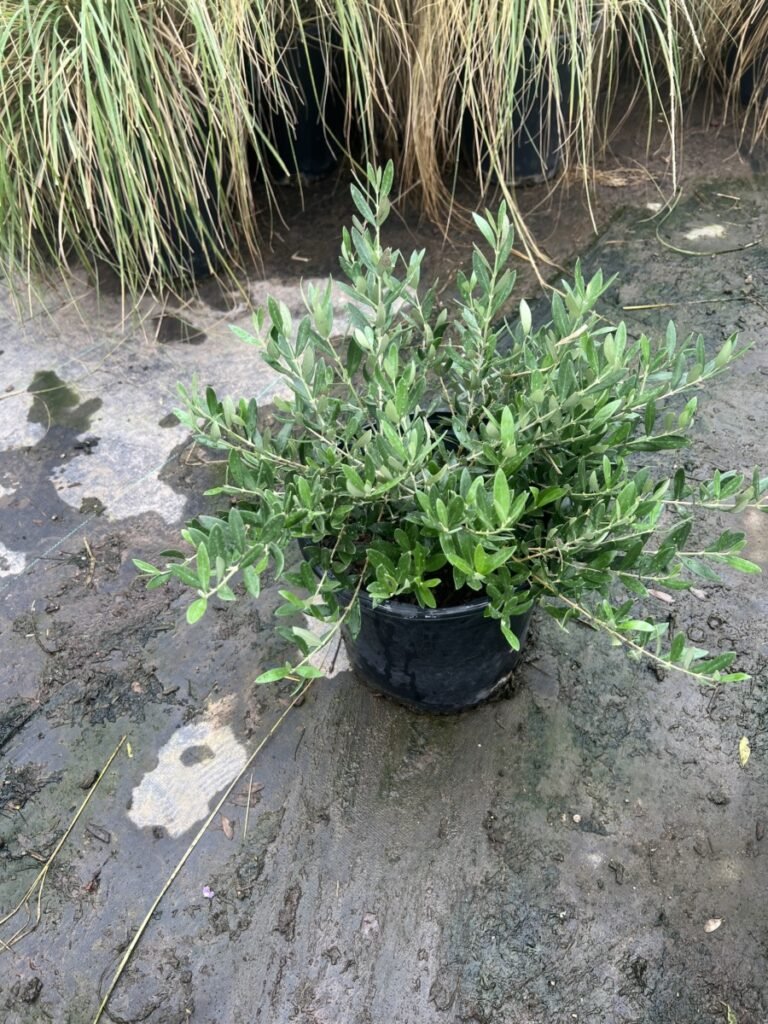 5G Dwarf Olive