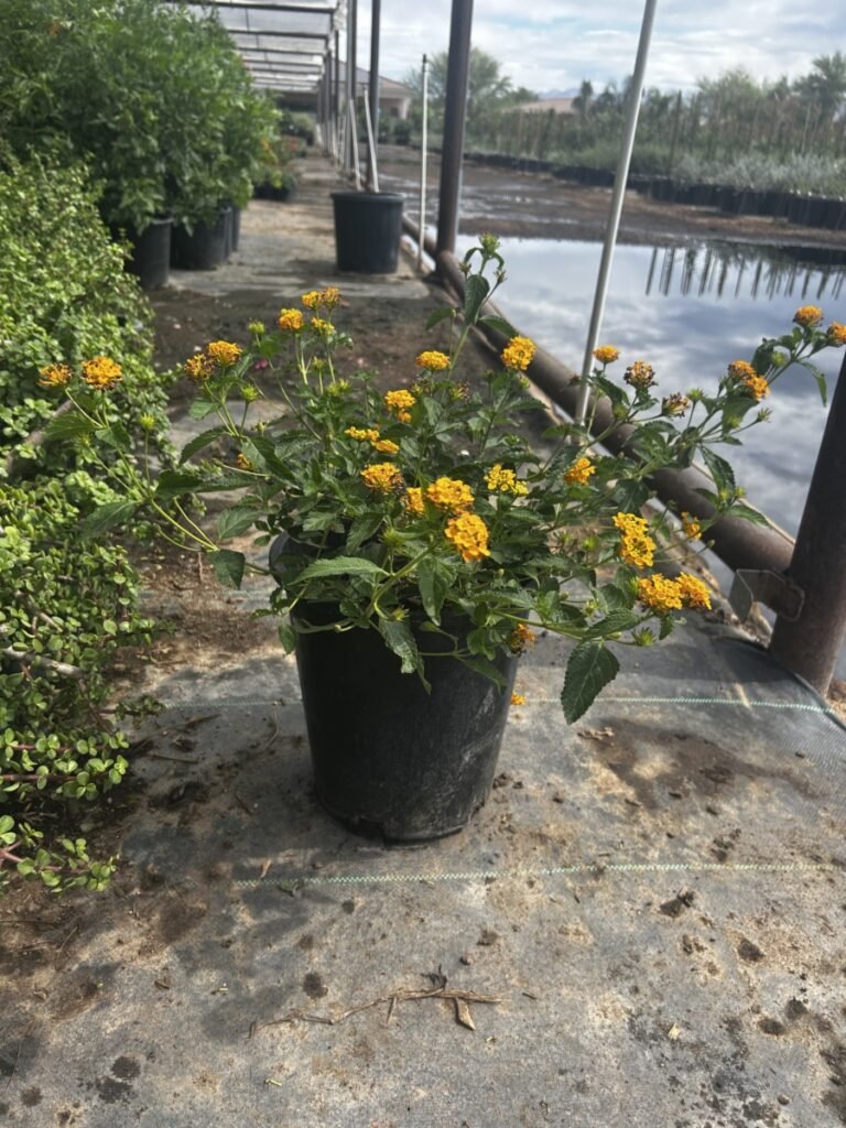 5G Gold Lantana