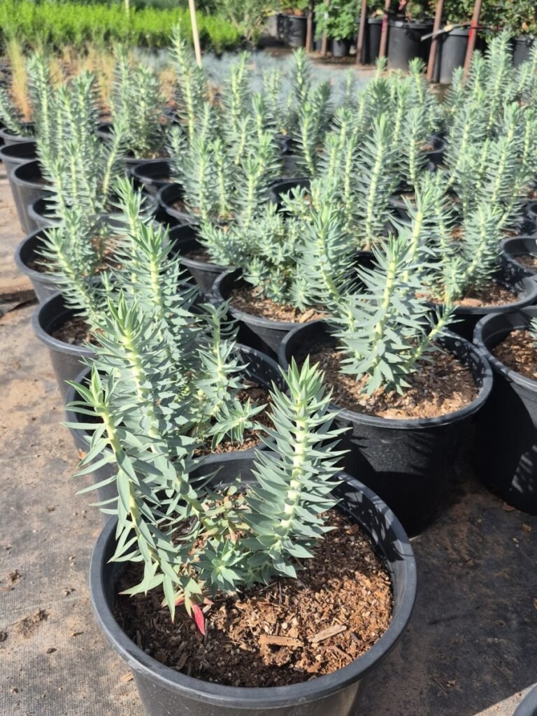 5G Gopher Plant