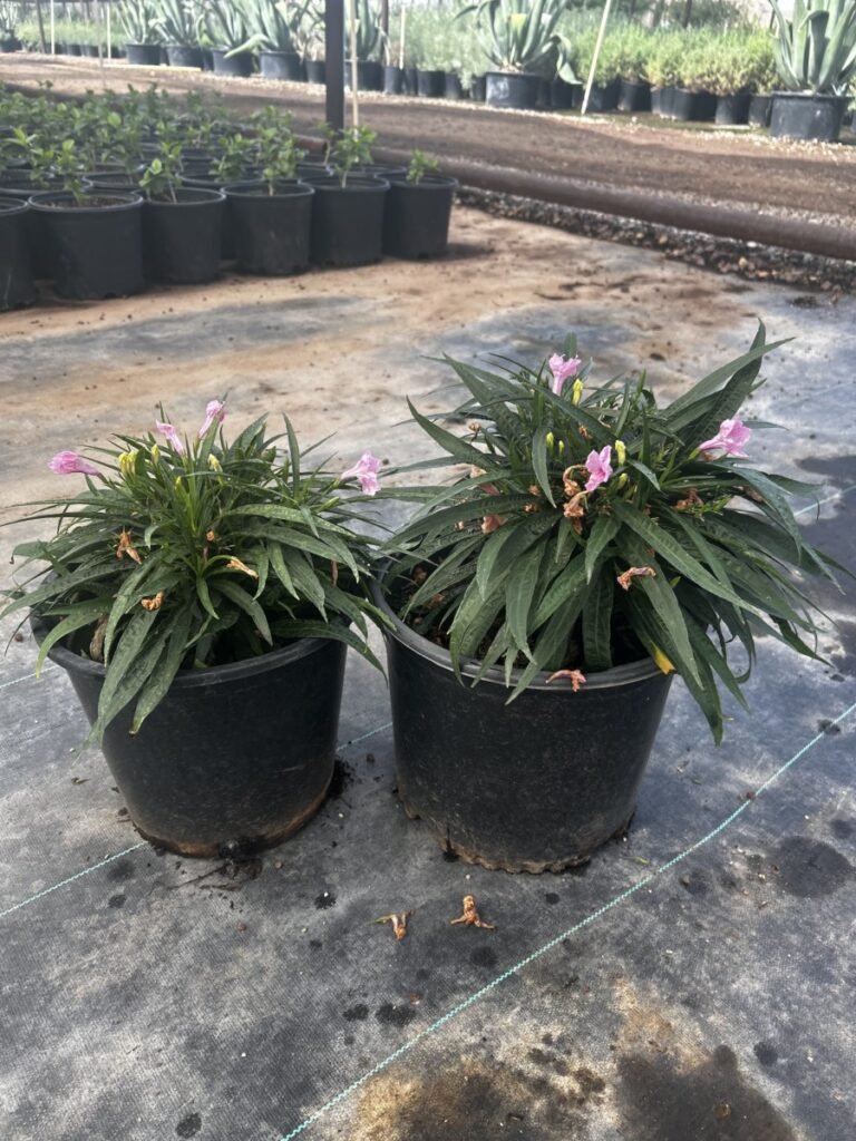 5G Katie Ruellia