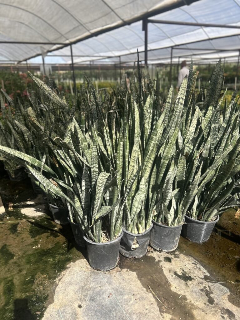 5G Mother In Laws Tongue