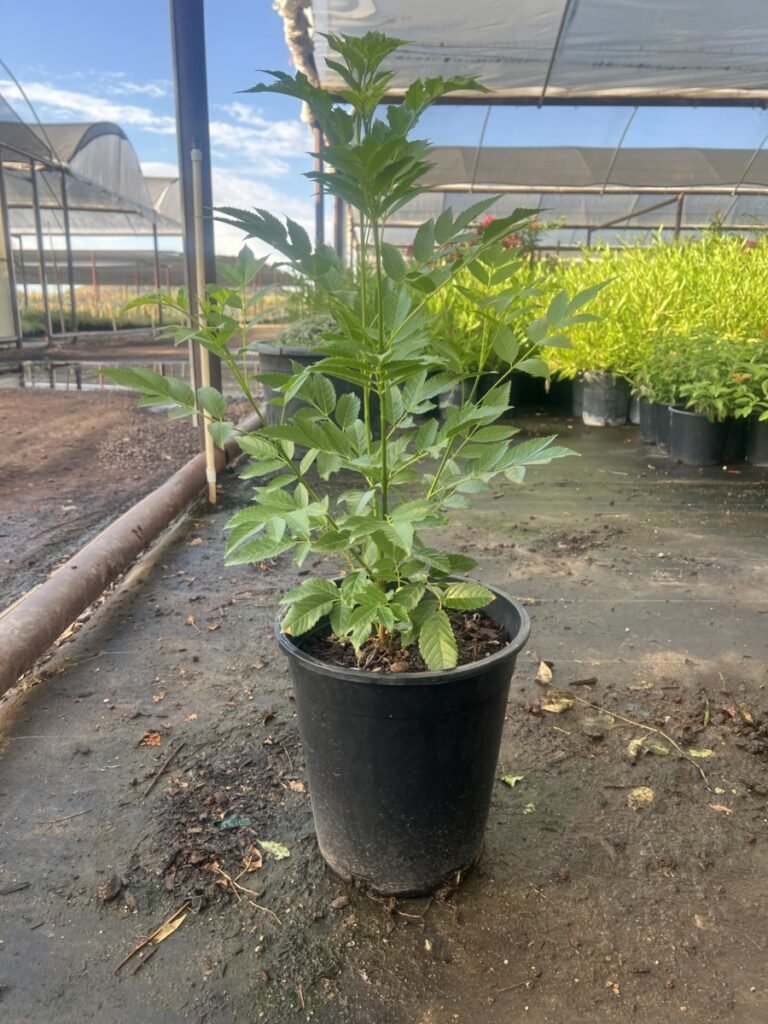 5G Tecoma Yellow Bell
