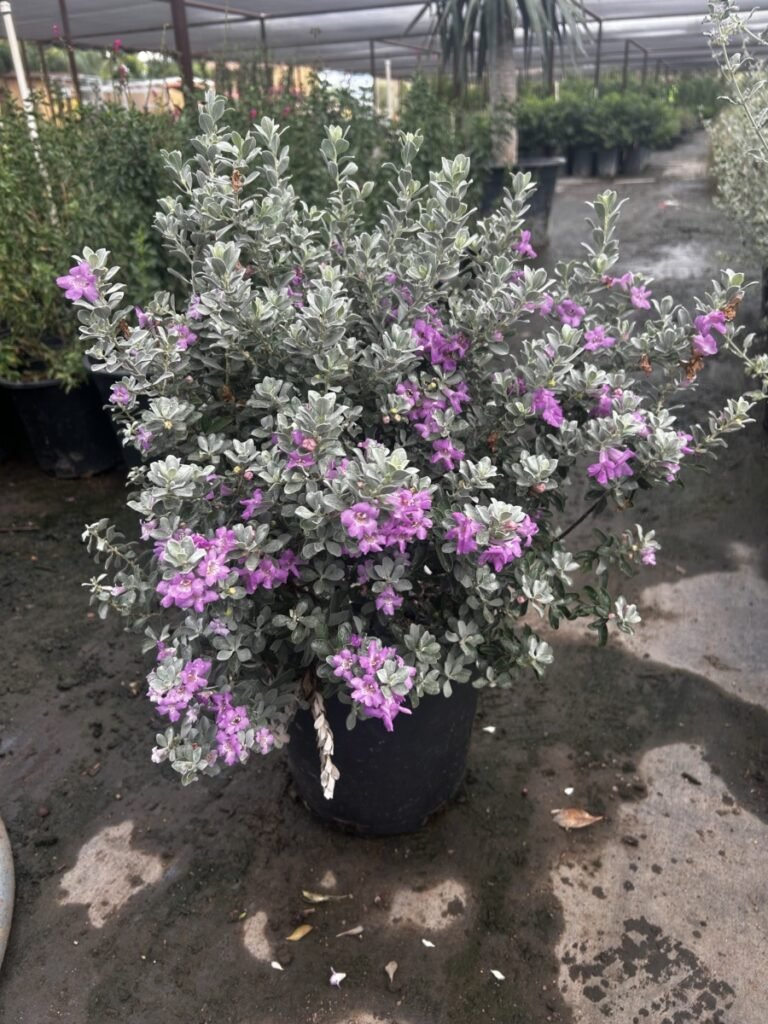 5G Texas Sage Compacta Sale