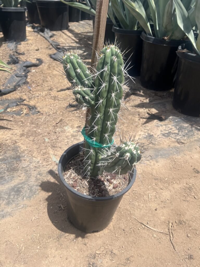 5G Toothpick Cactus