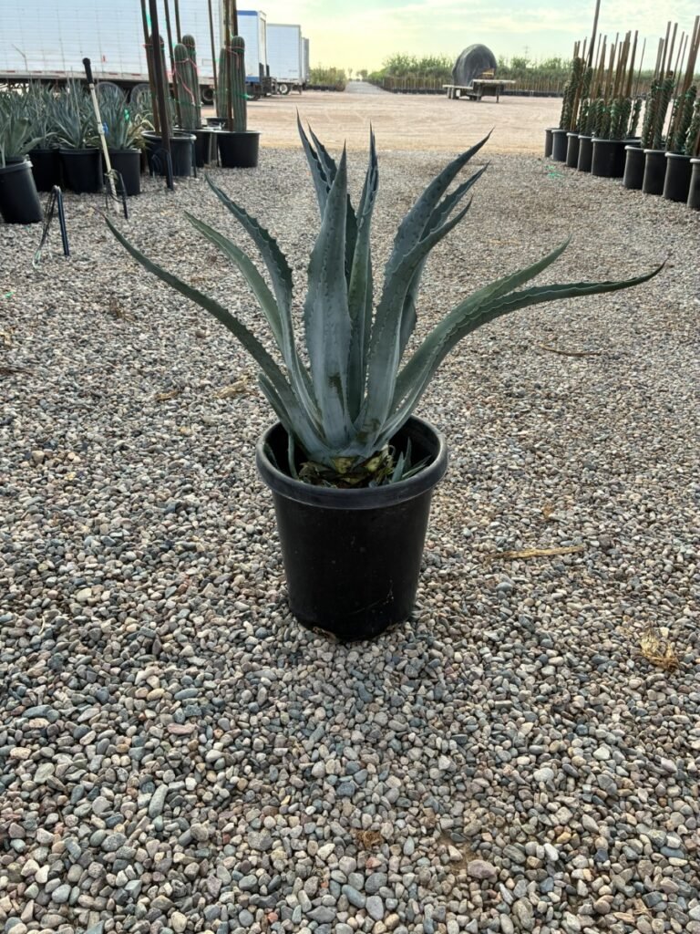 15G Agave Americana Sale