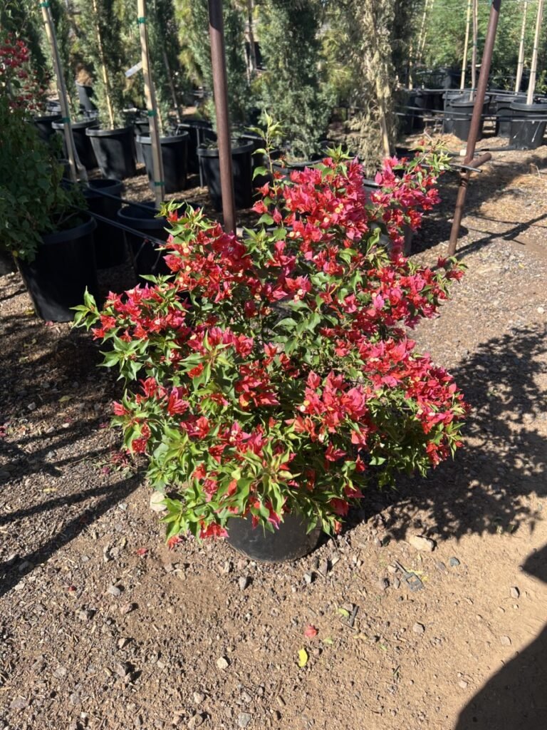 15G Bougainvillea Flame