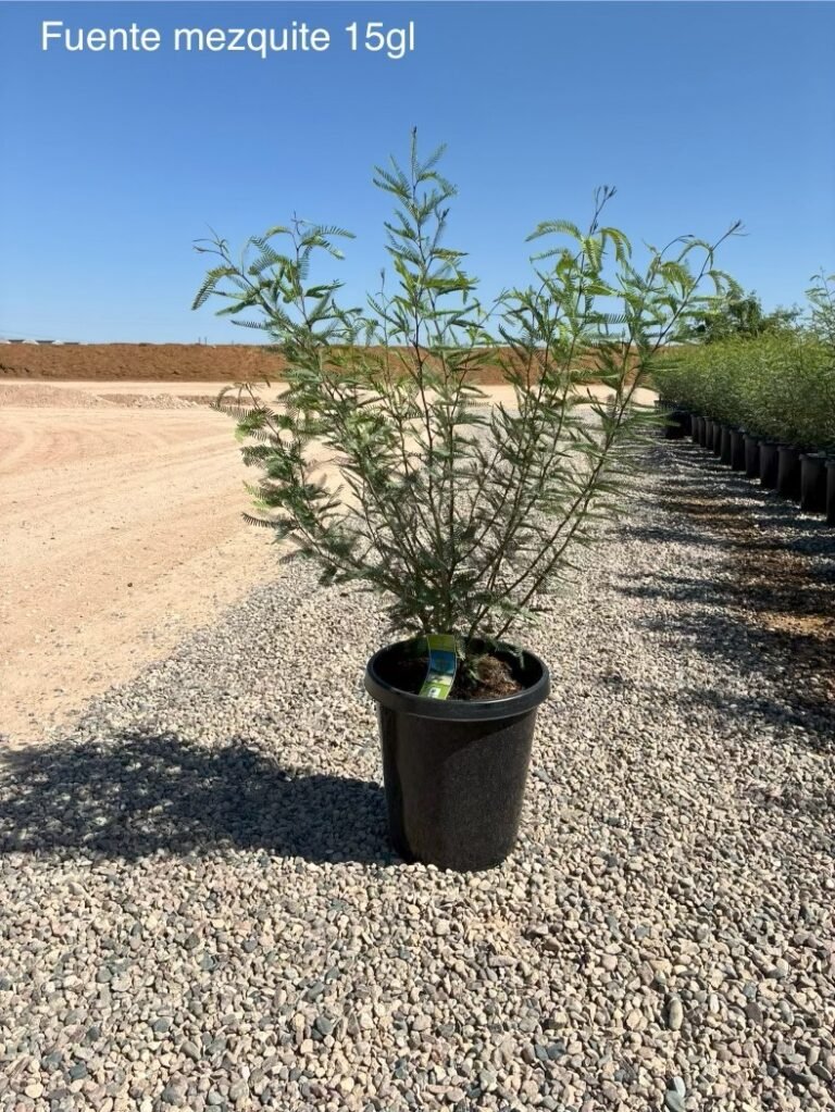 15G Chilean Fuente Mesquite Ccf