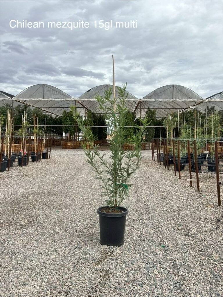 15G Chilean Mesquite