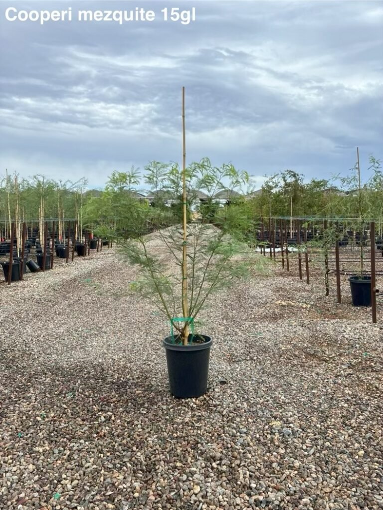 15G Cooper's Thornless Mesquite