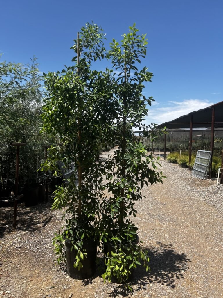 15G Ficus