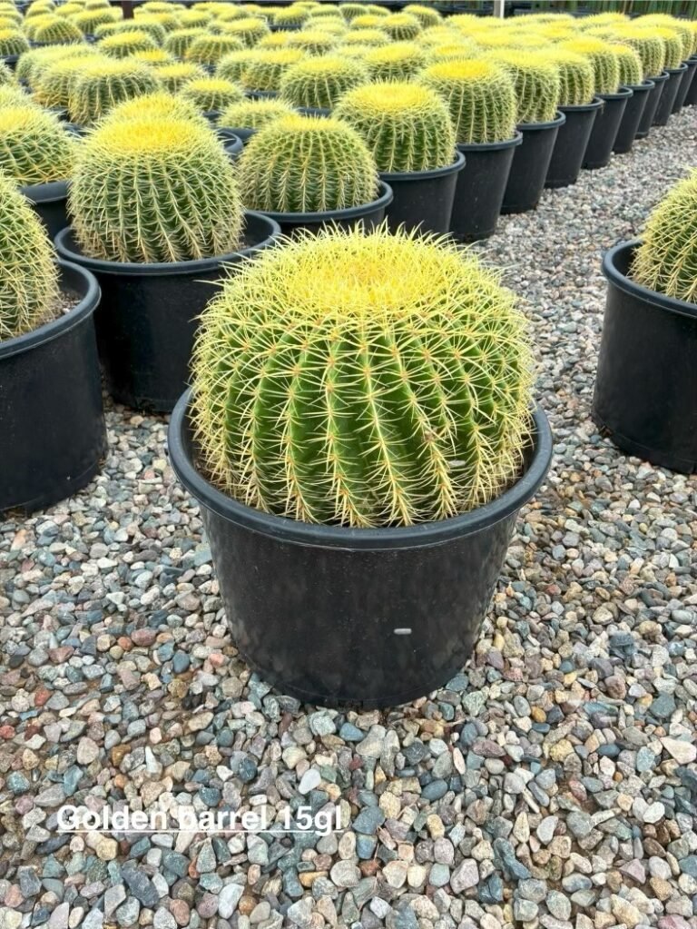 15G Golden Barrel
