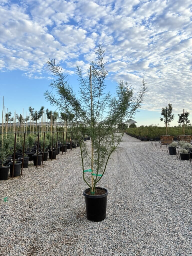 15G Hybrid Palo Verde Sale