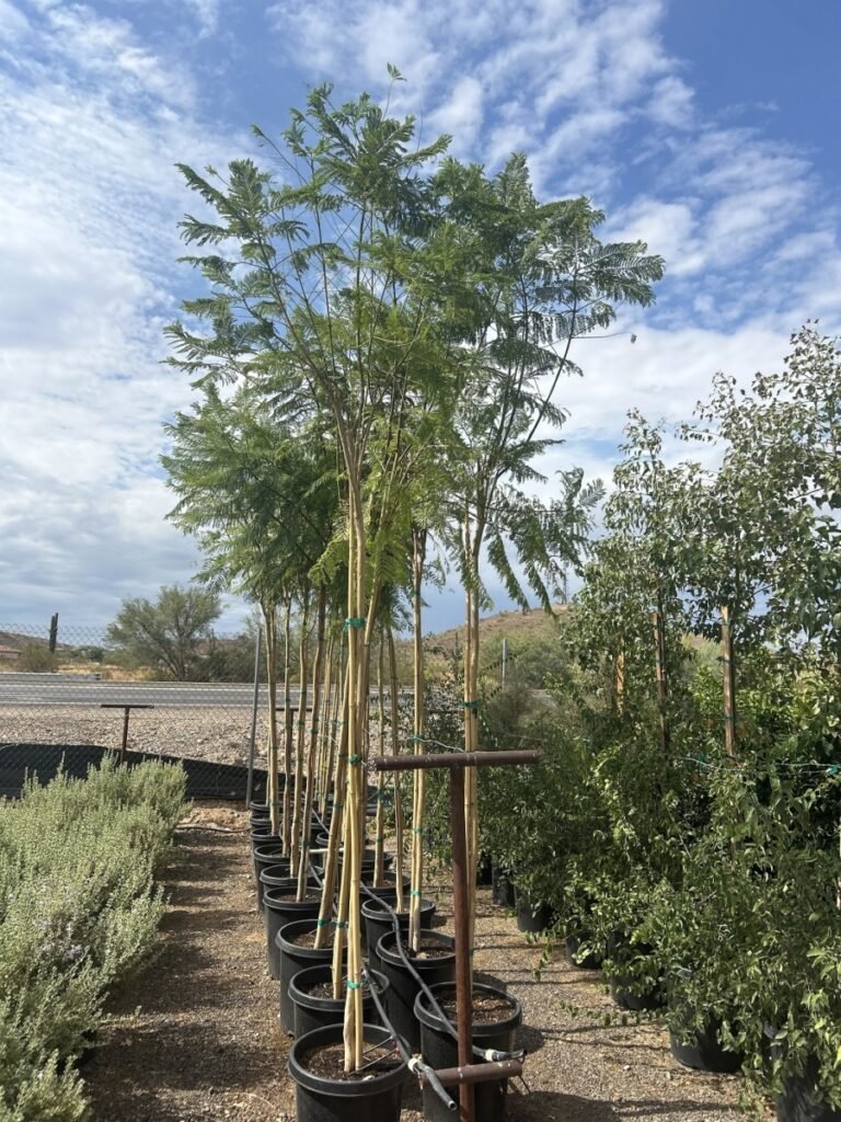 15G Jacaranda