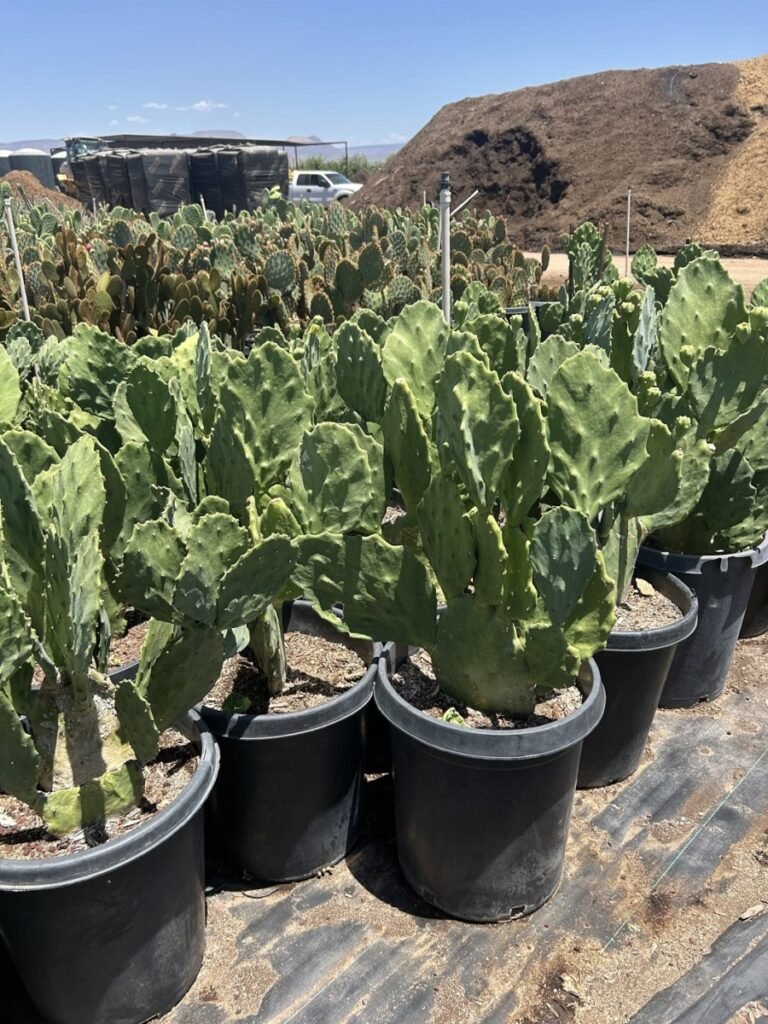15G Old Mexico Prickly Pear