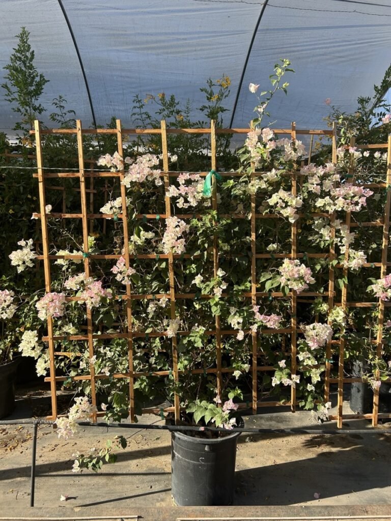 15G Pink Pearl Bougainvillea