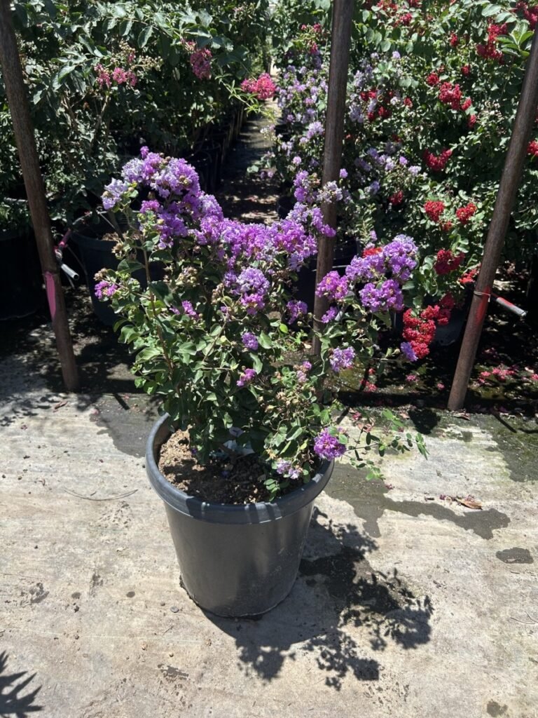 15G Purple Crape Myrtle