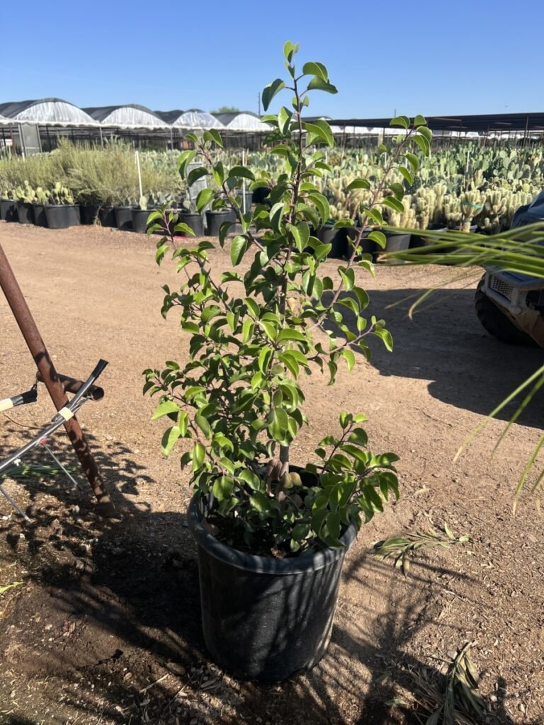 15G Rhus Ovata