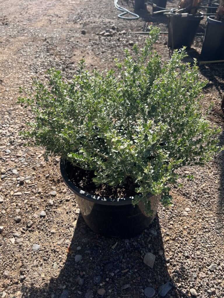 15G Valentine Emu Bush