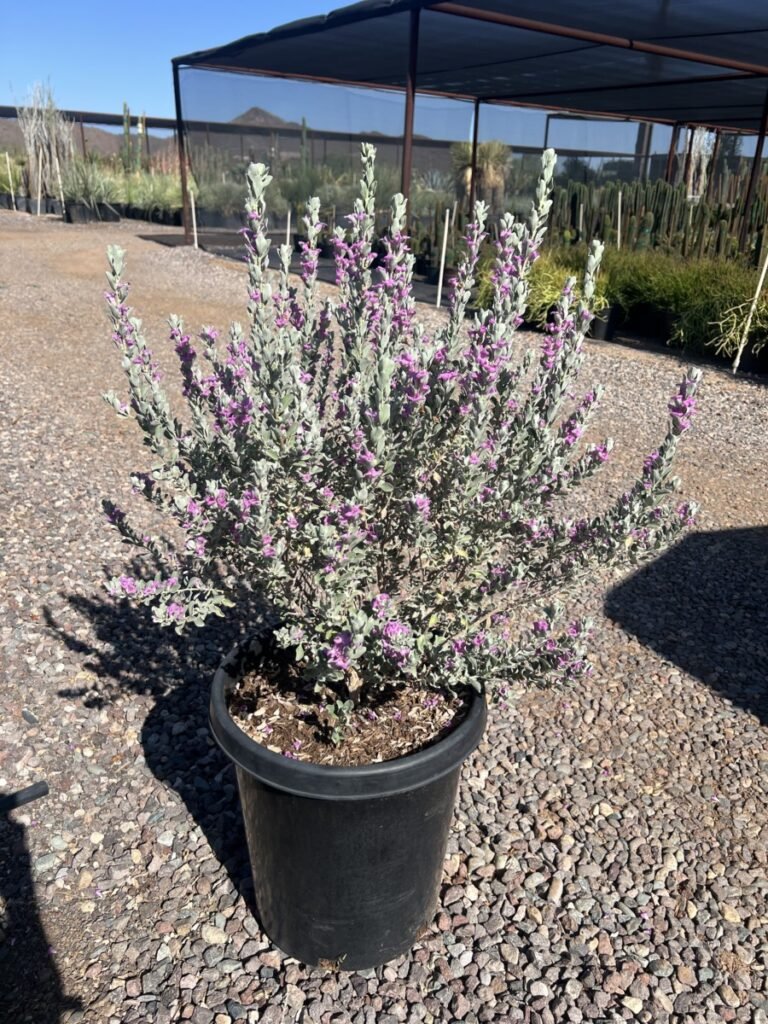 15G Texas Compacta