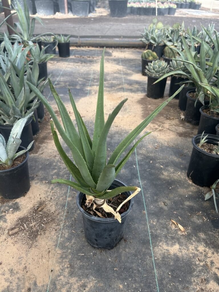 1G Aloe Hercules