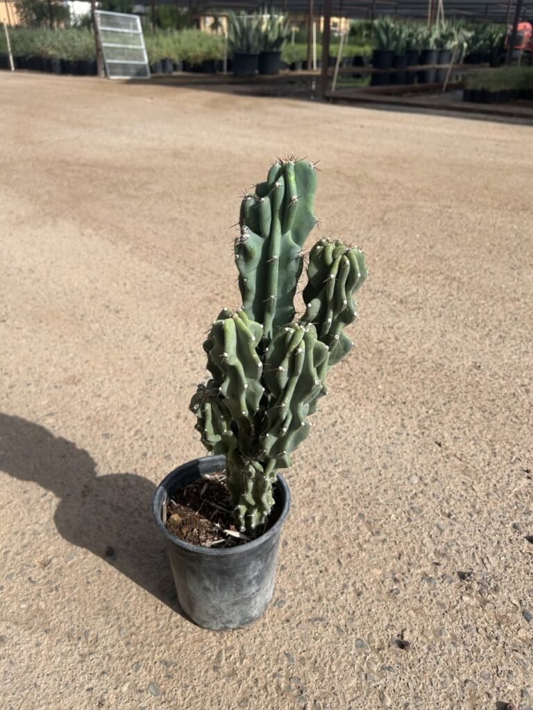1G Cereus Monstrosus