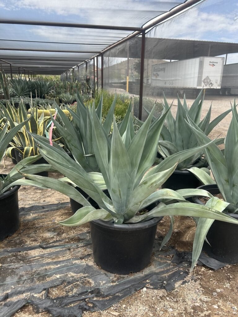 25G Agave Weberi Big Boy Prm