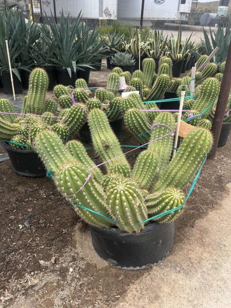 25G Argentine Giant Prm