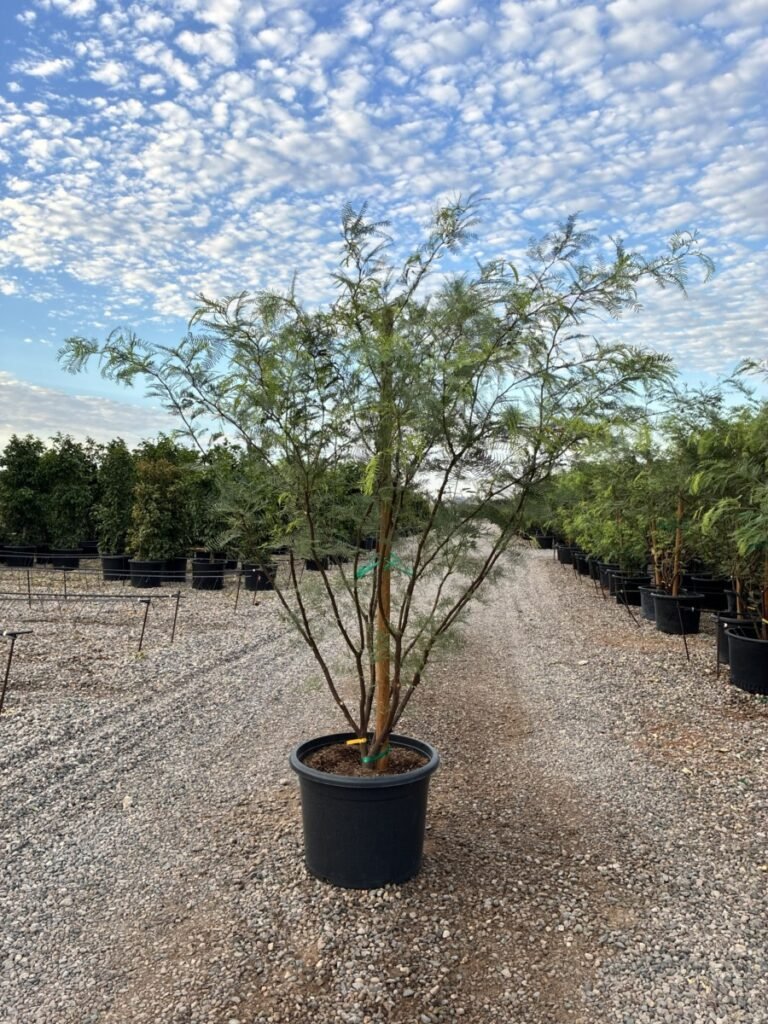 25G Coopers Thornless Mesquite Sale