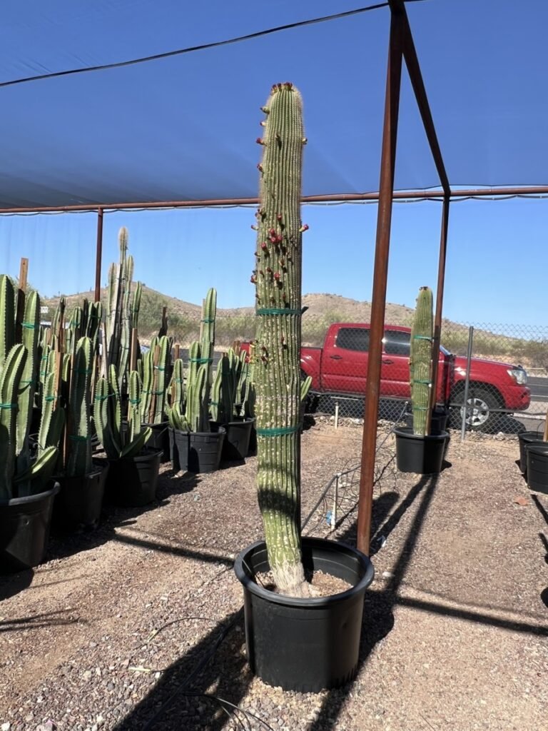 25G Golden Saguaro