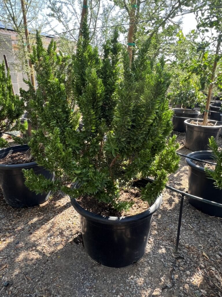 25G Myrtus Boetica