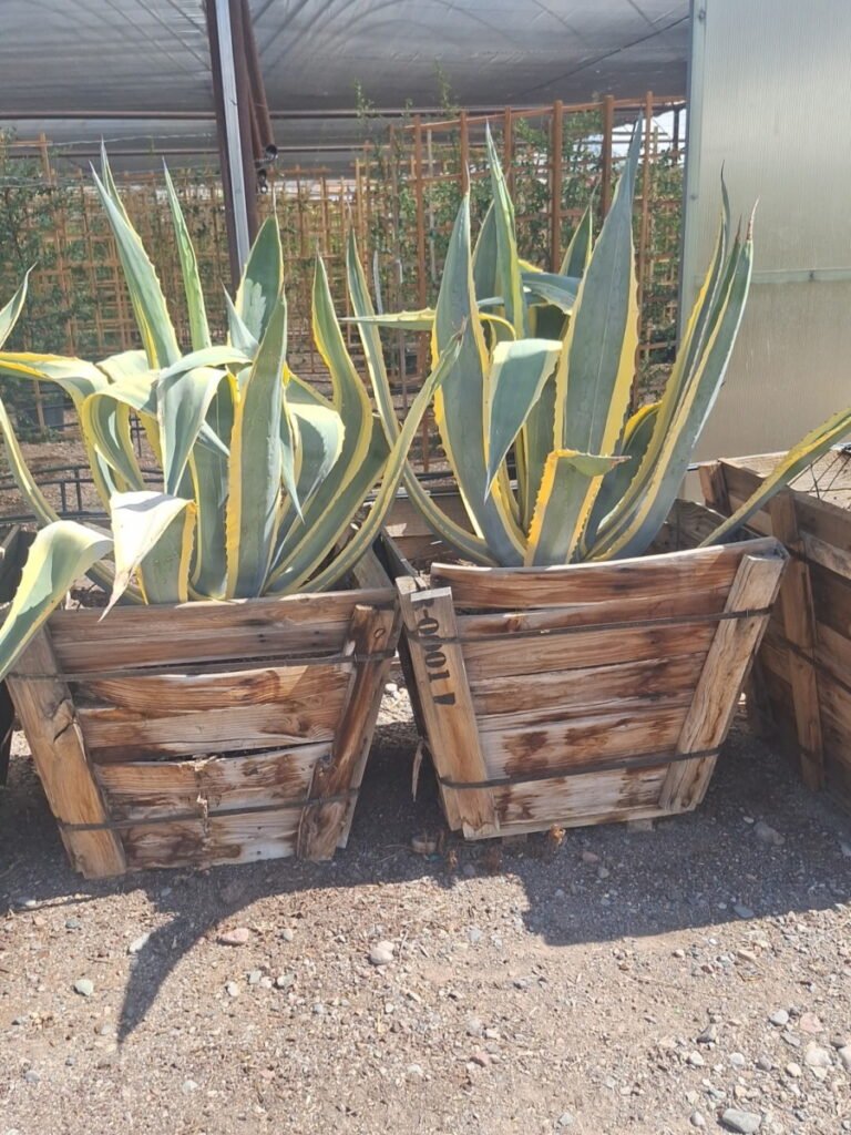 30In Agave Americana Variegated