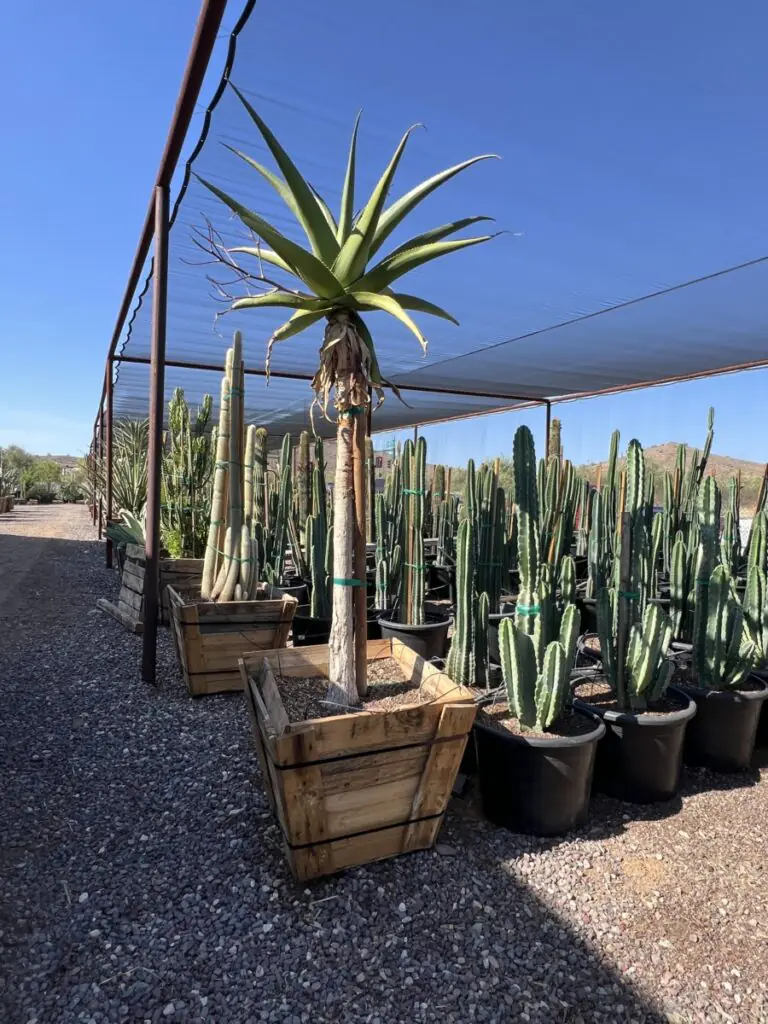 30In Aloe Vaombe