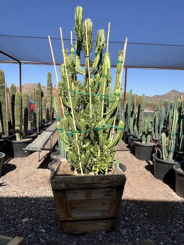 30In Euphorbia Royleana