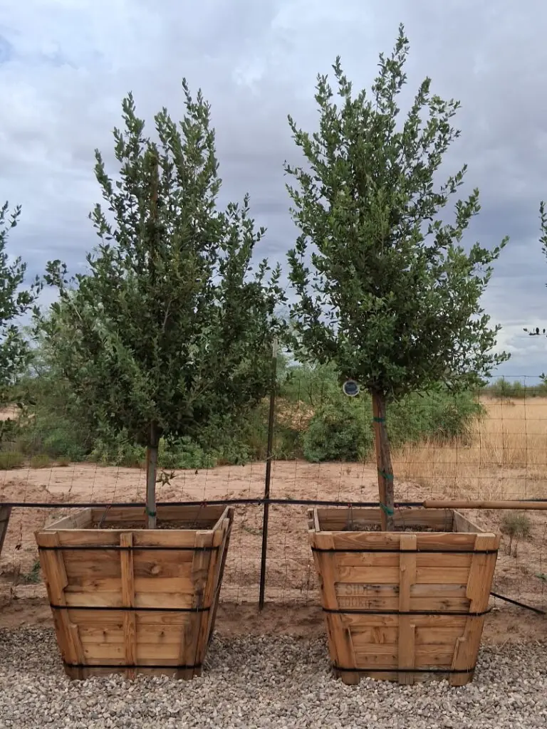 36In 'Joan Lionetti' Live Oak