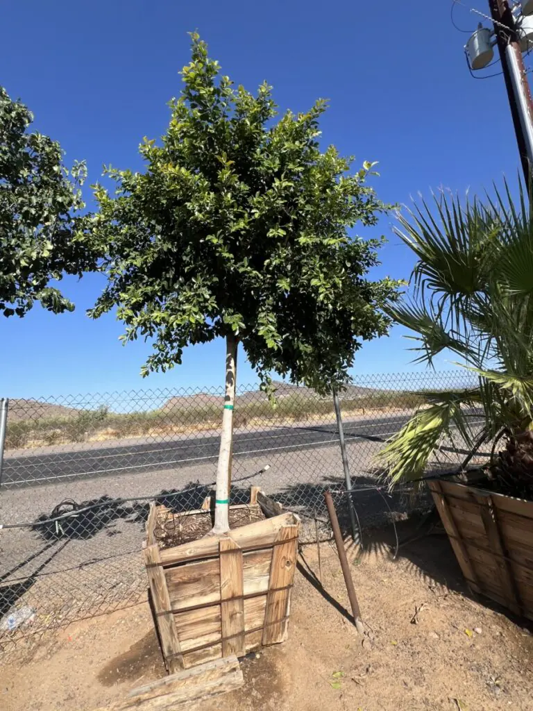36In Ficus Tree