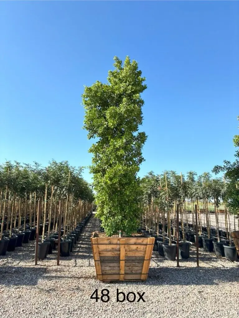 48In Column Ficus