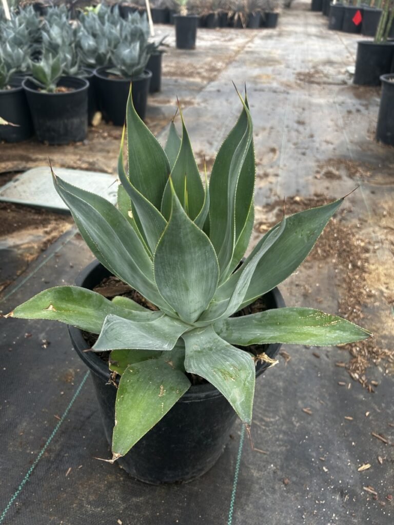 5G Agave Blue Flame