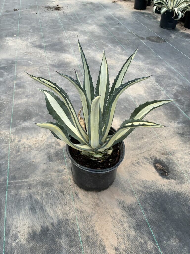 5G Agave Medio Picta Alba Sale