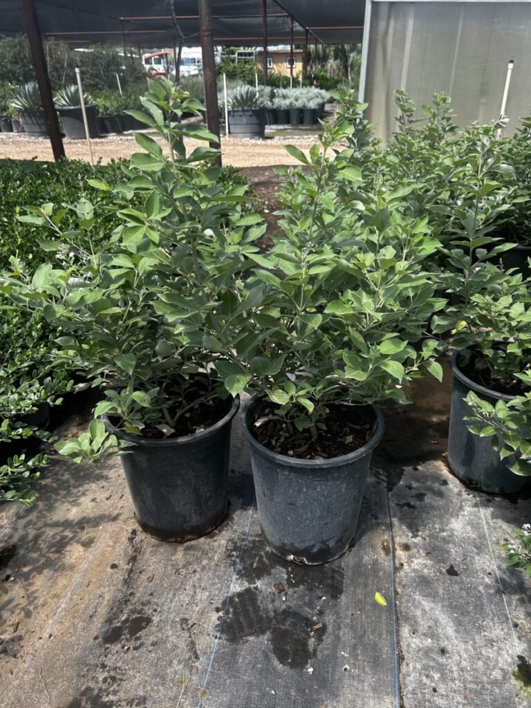 5G Arabian Lilac