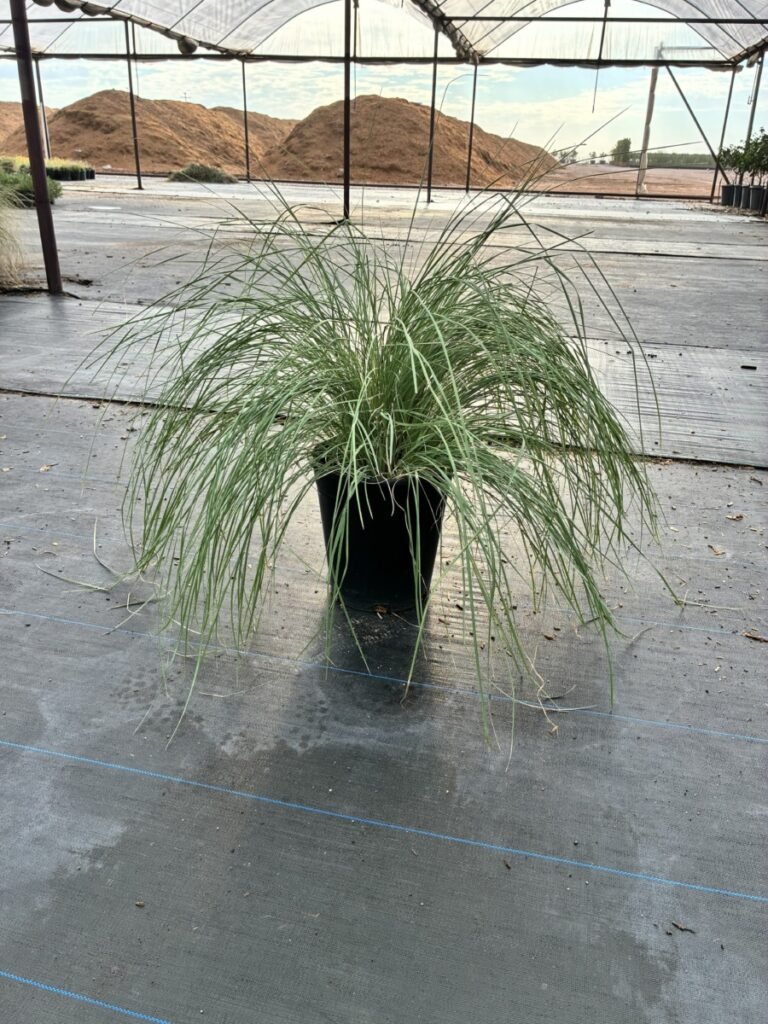 5G Autumn Glow Muhly Grass Sale