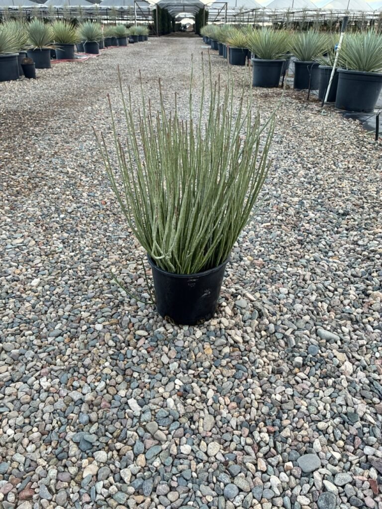 5G Candellia Sale