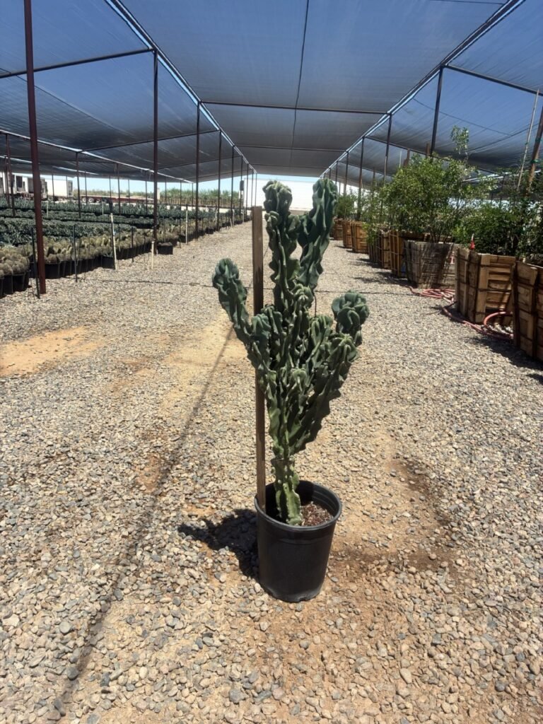 5G Cereus Monstrous