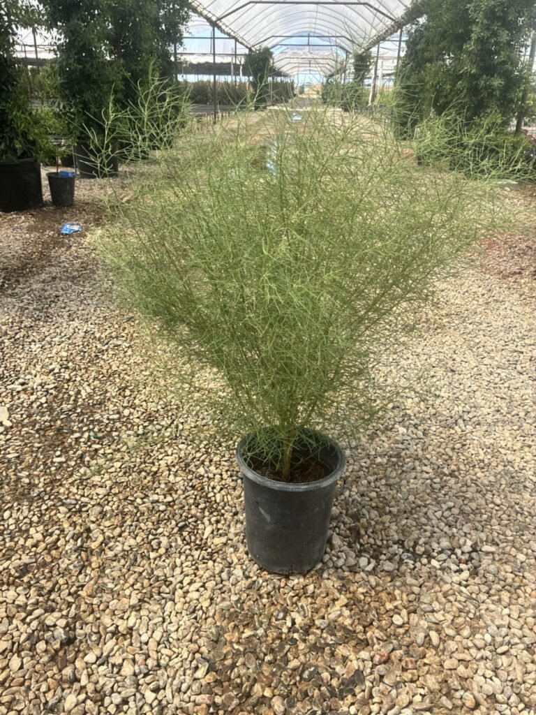 5G Feathery Cassia