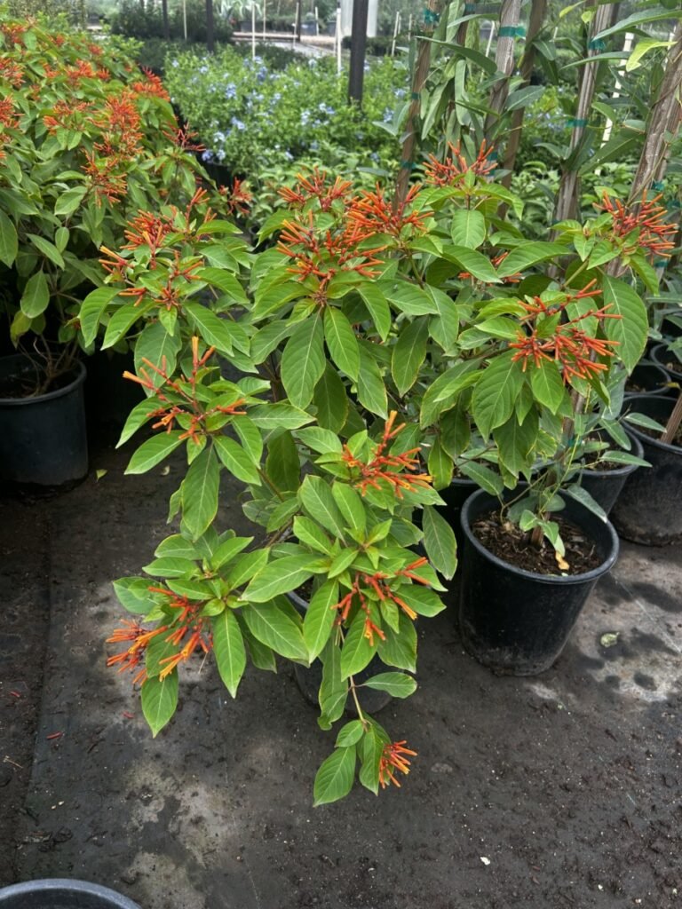 5G Hamelia Patens