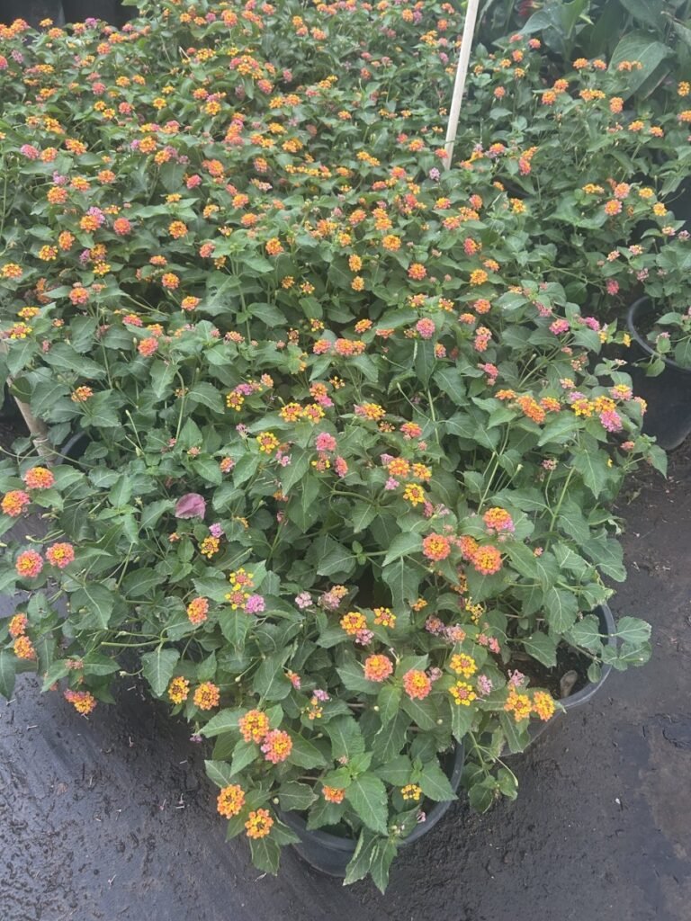 5G Irene Lantana