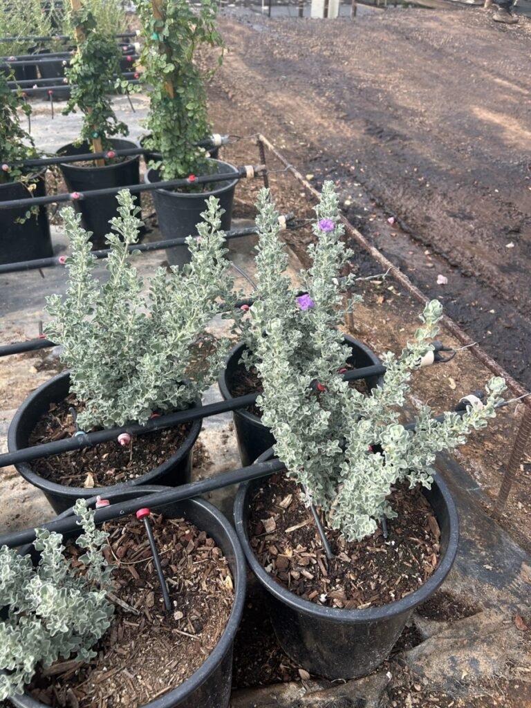 5G Microburst Sage