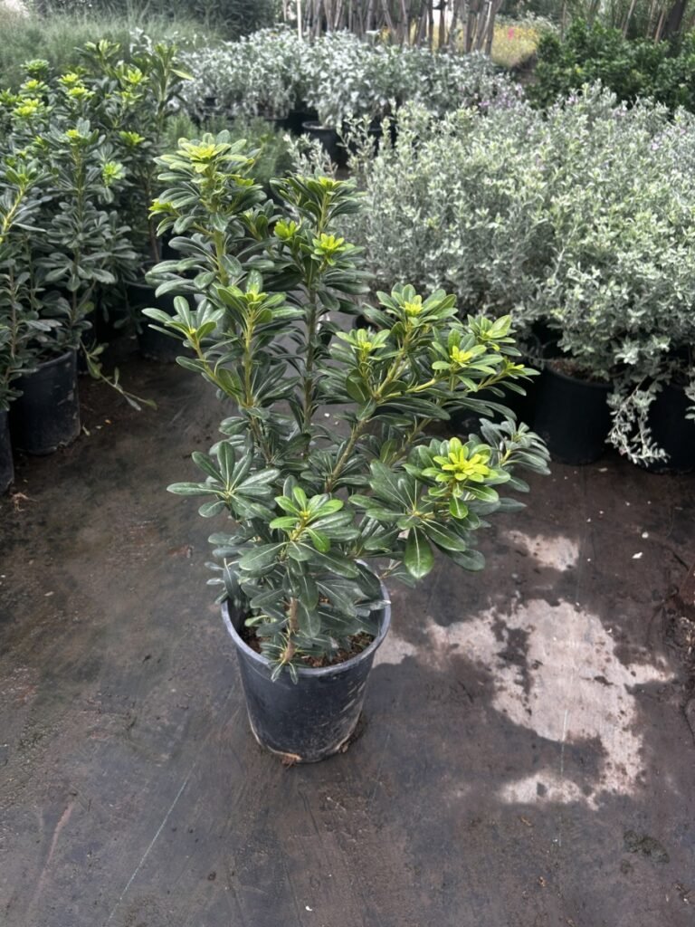 5G Mock Orange Pittosporum