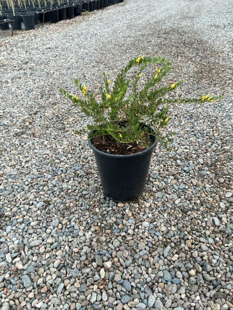 5G Outback Sunrise Emu Bush Sale