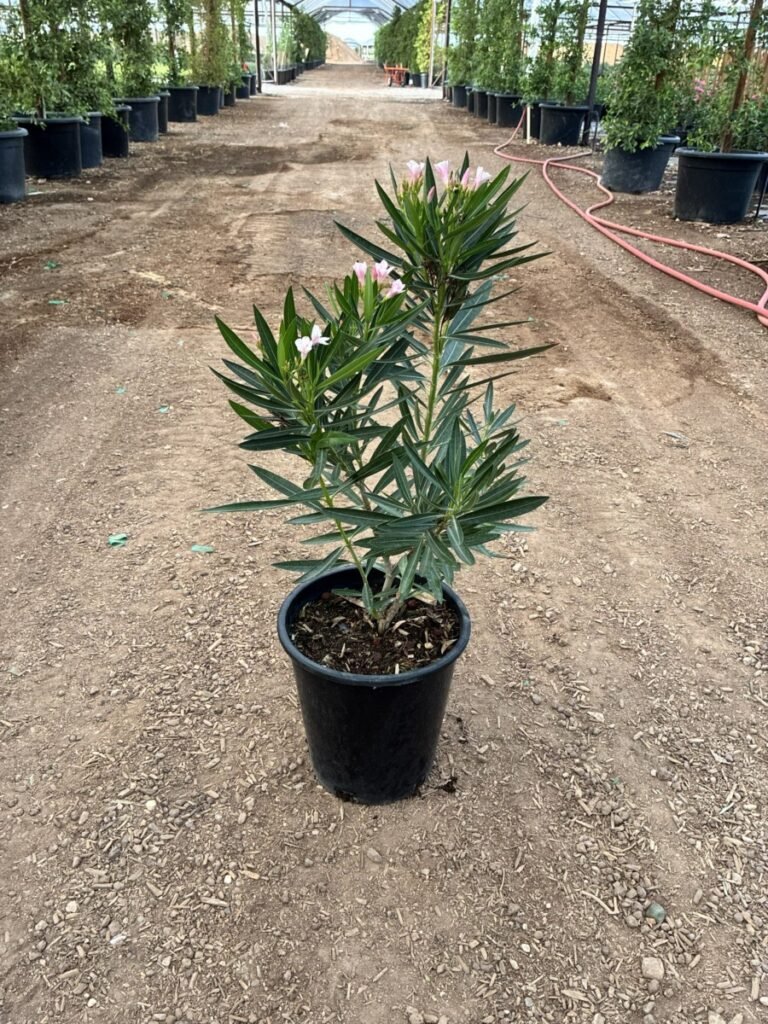 5G Petite Pink Oleander Sale